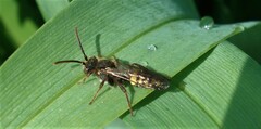 Nomada leucophthalma