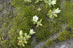 Cerastium uniflorum