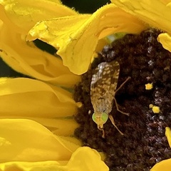 Neotephritis finalis