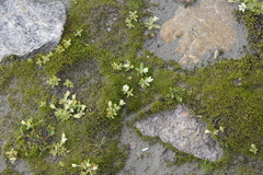 Cerastium uniflorum