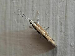 Plutella xylostella-australiana