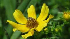 Diadasia