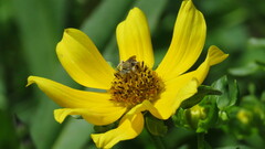 Diadasia