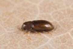 Orthocis alni