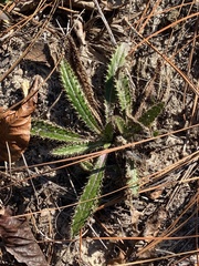 Cirsium repandum