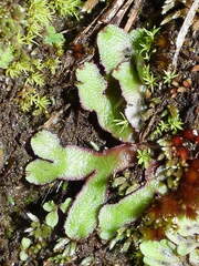 Mannia gracilis