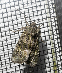 Lacinipolia olivacea