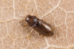 Orthocis alni