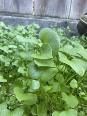 Claytonia perfoliata