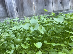 Claytonia perfoliata