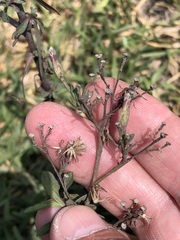 Symphyotrichum subulatum