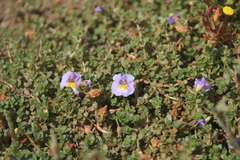 Thyridia repens