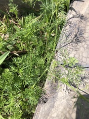 Cyclospermum