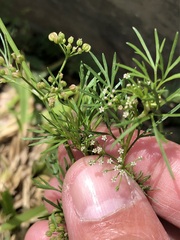 Cyclospermum