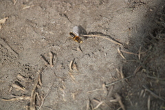 Leioproctus fulvescens