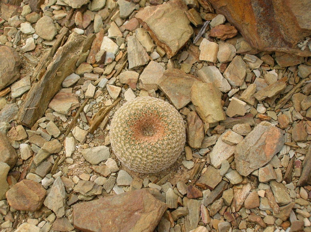 Yavia cryptocarpa, Jujuy, AR