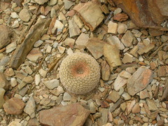 Yavia cryptocarpa