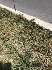 Symphyotrichum subulatum