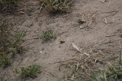 Leioproctus fulvescens