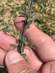 Symphyotrichum subulatum