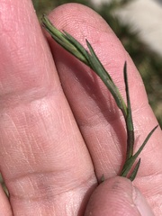 Symphyotrichum subulatum