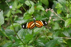 Heliconius ethilla narcaea