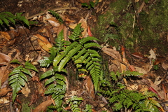 Dryopteris sordidipes