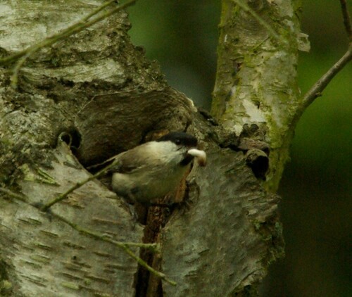 Marsh Tit, 2116 Bentveld, Nederland, photo 7 of 10