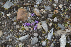 Linaria alpina