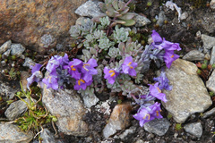 Linaria alpina