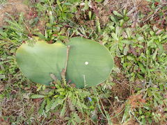Haemanthus