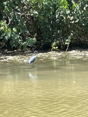 Egretta caerulea