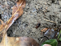 Parcoblatta pennsylvanica