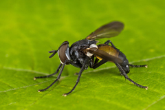 Hemyda obscuripennis