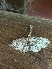 Lepidoptera