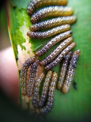 Xanthopastis timais