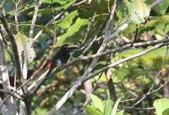 Pteroglossus inscriptus