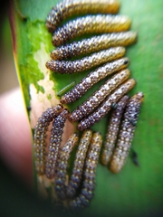 Xanthopastis timais