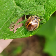 Epilachna clandestina