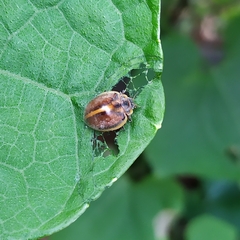 Epilachna clandestina