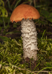 Leccinum insigne