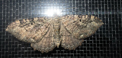 Rheumaptera meadii