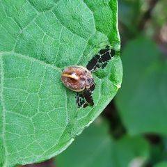 Epilachna clandestina