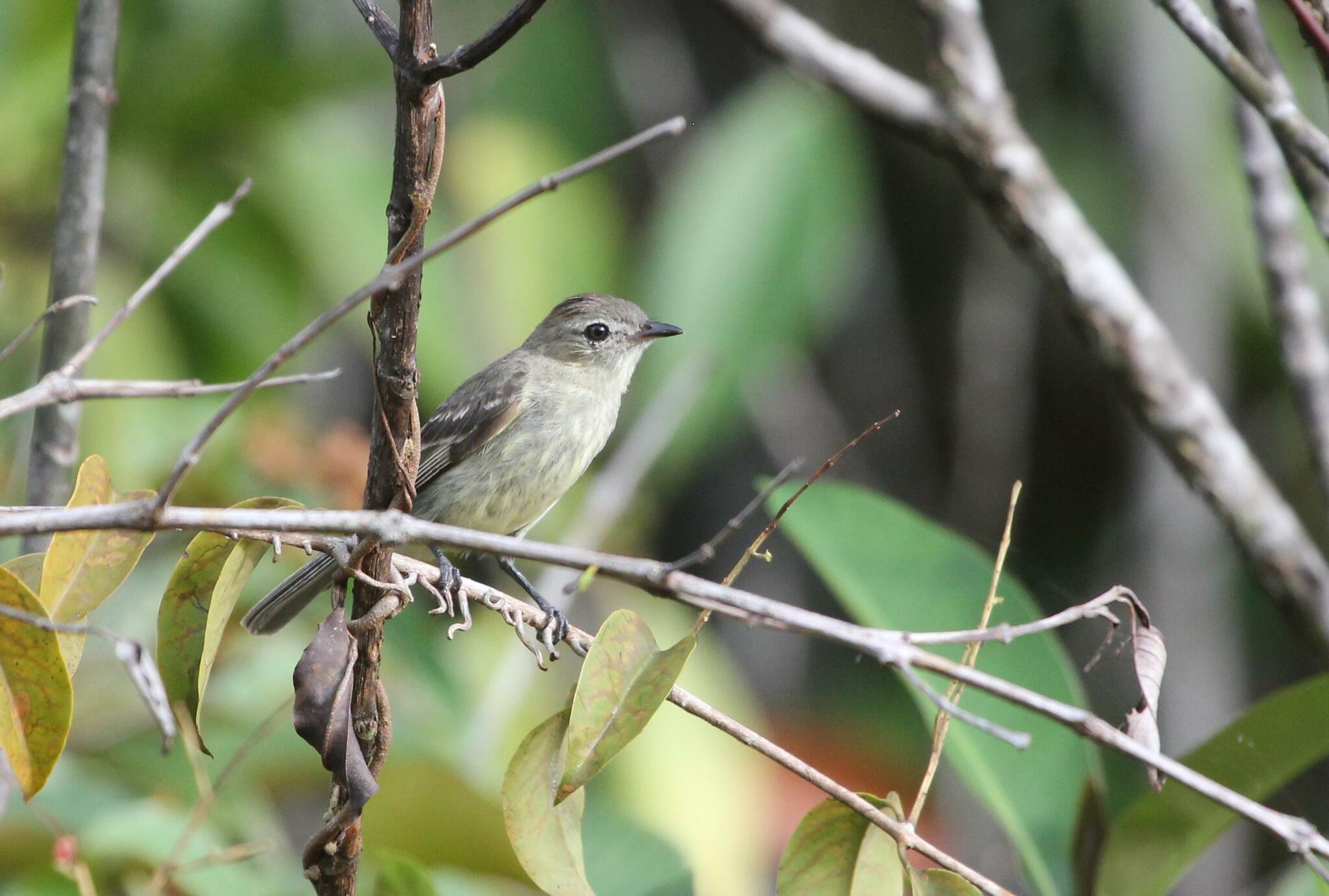 Rufous-crowned Elaenia (Elaenia ruficeps), photo 1