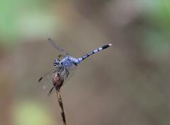 Erythrodiplax basalis