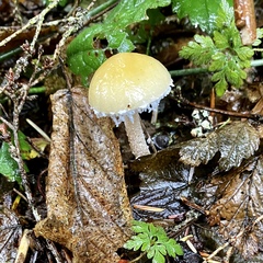 Stropharia ambigua