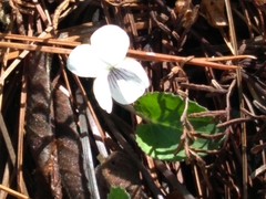 Viola renifolia