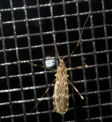 Erioptera