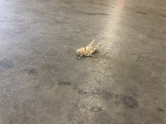 Ecphantus quadrilobus