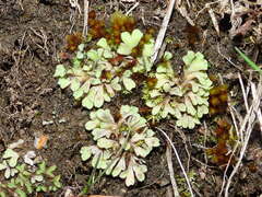 Riccia beyrichiana